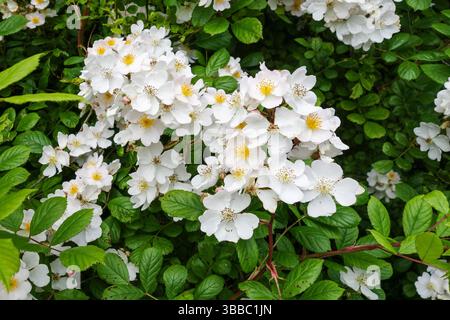 Dog Rose (Rosa canina) weiße Blumen, England, Großbritannien Stockfoto