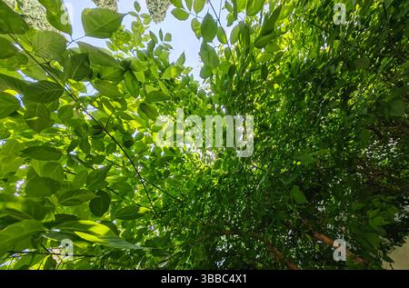 Grünes Vordach – Äste von unten Stockfoto