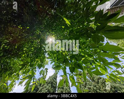 Frühlingslicht – Sonnenstrahlen Durch Das Grüne Vordach Stockfoto