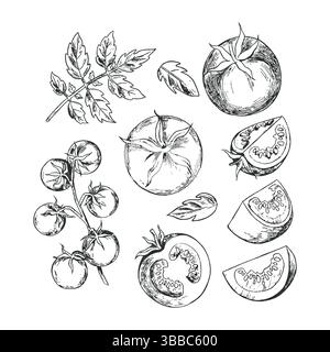 Handgezeichnete Tomaten Illustrationen mit Blatt Stock Vektor
