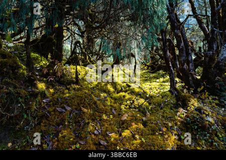 Üppiges Waldinnere mit Sonnenlicht, das durch moosy Branches Green Woodland Forest Floor filtert Stockfoto