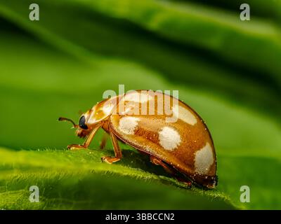 Ein lebhaftes Makrofoto, das die komplizierten Details des cremegefleckten Marienkäfers auf einem lebhaften grünen Blatt festlegt und die Schönheit der Natur unterstreicht Stockfoto