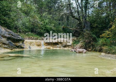 Weimaranerhund, der sich in einem abgeschiedenen Natursteinpool mit kristallklarem Wasser erfrischen kann. Haustierfreundlicher natürlicher Badebereich, der von Wassereros geschnitzt wurde Stockfoto