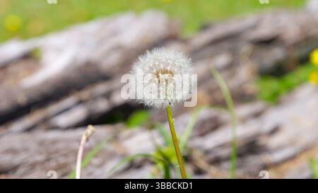Eine Nahaufnahme einer weißen Löwenzahn-Blume. Verschwommener Naturhintergrund. Flauschige Blume. Naturhintergrund. Stockfoto