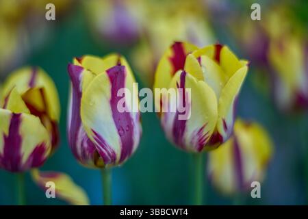 Üppig bunte gelbe Tulpen Stockfoto