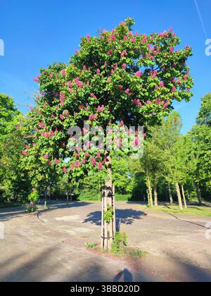 Kastanienbaum (Aesculus hippocastanum oder Rosskastanie) mit wunderschönen rot-rosa Blüten. Stockfoto