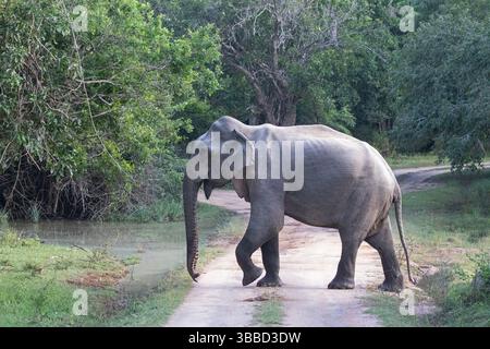 Ein einsamer Elefant läuft über eine unbefestigte Straße im Kumana-Nationalpark. Stockfoto