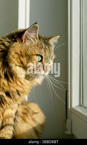 Hauskatze schaut aus dem Fenster, während sie im Licht auf der Fensterbank sitzt Stockfoto