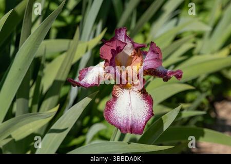 Nancy, Frankreich - Blick auf eine weiß-burgunderrote Blume der Iris im Botanischen Garten Jean-Marie Pelt. Stockfoto