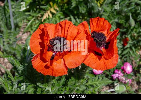 Villers-lès-Nancy, Frankreich - Blick auf die roten Blumen des Papaver Nudicaule im Jean-Marie Pelt Botanischen Garten in Villers-lès-Nancy. Stockfoto