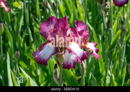 Nancy, Frankreich - Blick auf eine weiß-burgunderrote Blume der Iris im Botanischen Garten Jean-Marie Pelt. Stockfoto