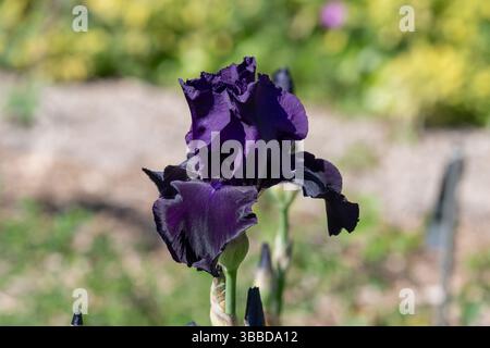Villers-lès-Nancy, Frankreich - Blick auf die lila Blume der Iris „Black Taffeta“ im Botanischen Garten Jean-Marie Pelt. Stockfoto