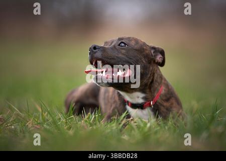 Staffordshire Bull Terrier liegt auf dem Gras Stockfoto