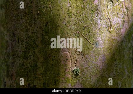 Rinde eines alten Baumes Stockfoto