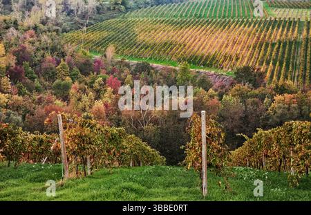 Emilia Romagna, Italien: Malerische Herbstlandschaft mit Weinbergen für die Weinproduktion Stockfoto