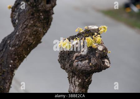 Die neuen Knospen der beschnittenen Linde tauchen im Mai auf. Foto: bo arrhed Stockfoto