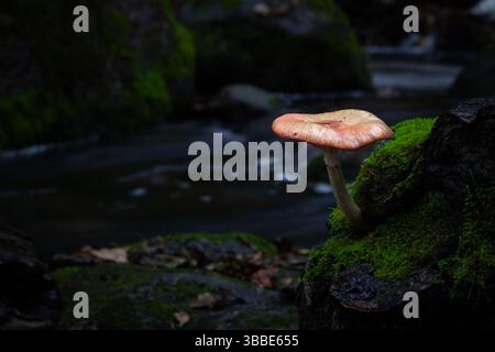 Ein einzelner brauner Pilz wächst aus einem moosbedeckten Baumstamm am Rand eines dunklen, ruhigen Waldbaches. Stockfoto