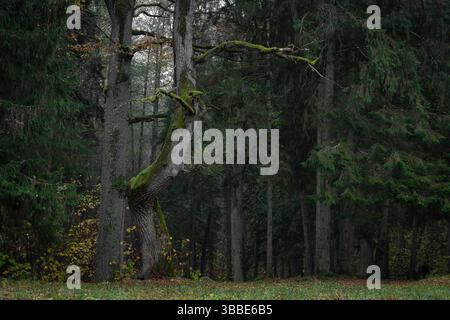 Ein knorriger Baum mit grünem Moos neigt sich dramatisch in einem dichten Nadelwald. Stockfoto