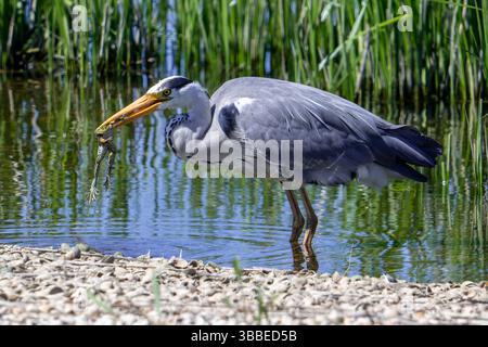 Graureiher (Ardea cinerea) im Teich mit gefangenem Sumpffrosch im Frühjahr Stockfoto