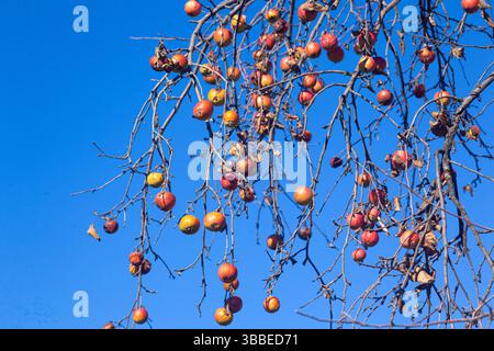 Reife Äpfel aus der alten Ernte hängen an einem trockenen Baum. Stockfoto