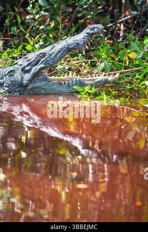 Amerikanischer Alligator (Alligator missipiensis), der seine Kiefer öffnet, Sanibel Island, J.N. Ding Darling National Wildlife Refuge, Florida, USA Stockfoto