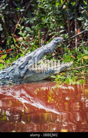 Amerikanischer Alligator (Alligator missipiensis), der seine Kiefer öffnet, Sanibel Island, J.N. Ding Darling National Wildlife Refuge, Florida, USA Stockfoto