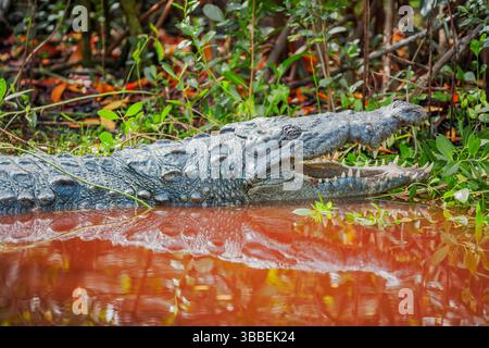Amerikanischer Alligator (Alligator missipiensis), der seine Kiefer öffnet, Sanibel Island, J.N. Ding Darling National Wildlife Refuge, Florida, USA Stockfoto
