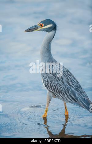 Yellow-Crowned Nachtreiher (Nyctanassa violacea) auf der Suche nach Nahrung, Sanibel Island, J.N. Ding Darling National Wildlife Refuge, Florida, USA Stockfoto
