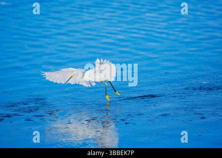 Snowy Egret (Egretta thula) Startflug, Sanibel Island, J.N. Ding Darling National Wildlife Refuge, Florida, USA Stockfoto