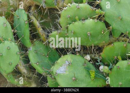Opuntia Pflanzen wachsen an einem sonnigen Tag in Strandnähe Stockfoto