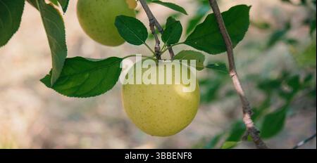 Ein reifer gelber Apfel mit Sommersprossen hängt anmutig an einem Blattzweig in sanftem Sonnenlicht. Stockfoto
