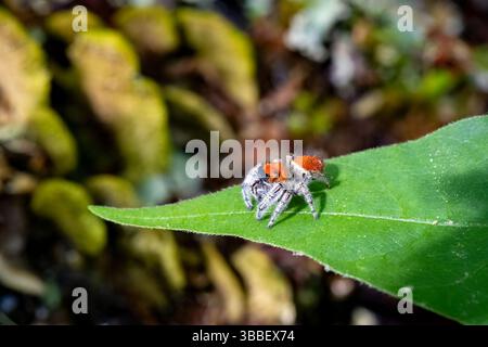 Männliche Whitman's Jumping Spider (Phidippus whitmani) - Pisgah National Forest, nahe Brevard, North Carolina, USA Stockfoto