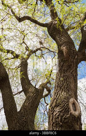 Salix „Scarlet Curls“ – Weidenstamm, der Kalluswuchs um den Wundrand zeigt, an dem der Ast im Frühjahr abgesägt wurde. Stockfoto