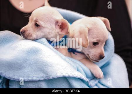 Zwei Creme-chihuahua-Welpen ruhen zusammen in einer weichen blauen Fleecedecke während der Zufuhr des Tierhauses, Kalifornien, USA, Mai 2025 Stockfoto