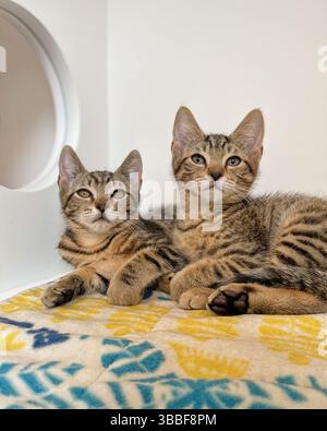 Zwei häusliche Tabbykätzchen ruhen zusammen auf einer gemusterten Decke in einem Tierheim in Kalifornien, USA, Mai 2025 Stockfoto
