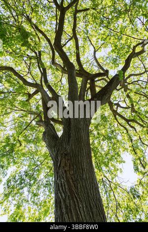 Ulmus americana: Amerikanische Ulme im Sommer. Stockfoto