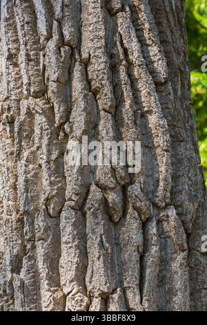 Nahaufnahme von Populus deltoides - Östliches Cottonwood-Pappelbaum-Stammrinde. Stockfoto