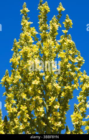 Nahaufnahme von Verbascum olympicum - Olympische Mullein Blumen im Sommer. Stockfoto