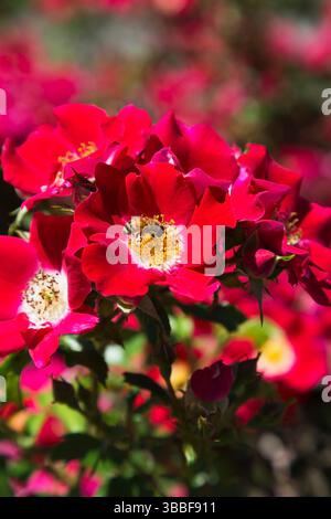 Nahaufnahme von Rosa „Carefree Spirit“ - Strauchrosen mit APIs - Honigbiene auf der Suche nach Nektar im Sommer. Stockfoto