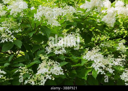 Nahaufnahme der Hortensie paniculata 'Phantom' - Hortensie blüht im Sommer. Stockfoto