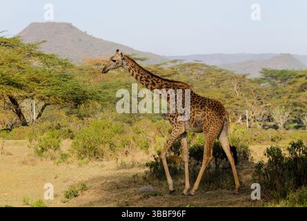 Giraffe in der wilden Natur. Die Familie Giraff im afrikanischen savana auf trockenem Gras bei Safari Wild Nature in Masai Mara, Amboseli, Samburu, Serengeti. Jiraf Stockfoto