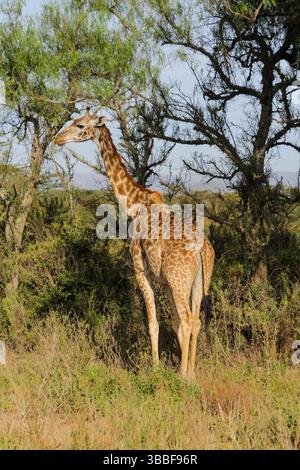 Giraffe in der wilden Natur. Die Familie Giraff im afrikanischen savana auf trockenem Gras bei Safari Wild Nature in Masai Mara, Amboseli, Samburu, Serengeti. Jiraf Stockfoto