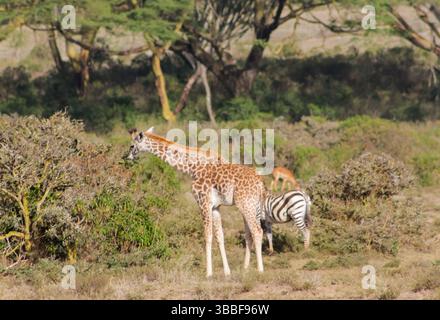 Giraffe in der wilden Natur. Die Familie Giraff im afrikanischen savana auf trockenem Gras bei Safari Wild Nature in Masai Mara, Amboseli, Samburu, Serengeti. Jiraf Stockfoto