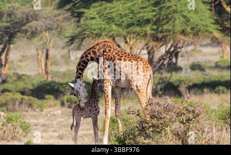 Giraffe in der wilden Natur. Die Familie Giraff im afrikanischen savana auf trockenem Gras bei Safari Wild Nature in Masai Mara, Amboseli, Samburu, Serengeti. Jiraf Stockfoto