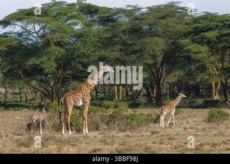 Giraffe in der wilden Natur. Die Familie Giraff im afrikanischen savana auf trockenem Gras bei Safari Wild Nature in Masai Mara, Amboseli, Samburu, Serengeti. Jiraf Stockfoto