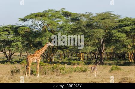 Giraffe in der wilden Natur. Die Familie Giraff im afrikanischen savana auf trockenem Gras bei Safari Wild Nature in Masai Mara, Amboseli, Samburu, Serengeti. Jiraf Stockfoto