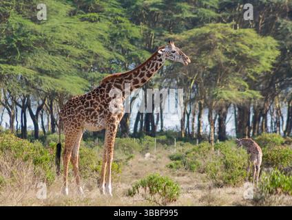 Giraffe in der wilden Natur. Die Familie Giraff im afrikanischen savana auf trockenem Gras bei Safari Wild Nature in Masai Mara, Amboseli, Samburu, Serengeti. Jiraf Stockfoto