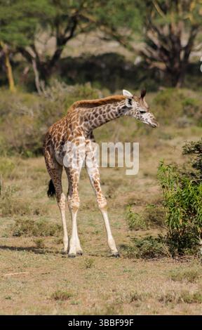 Giraffe in der wilden Natur. Die Familie Giraff im afrikanischen savana auf trockenem Gras bei Safari Wild Nature in Masai Mara, Amboseli, Samburu, Serengeti. Jiraf Stockfoto