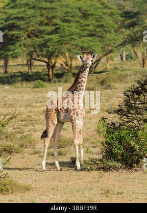 Giraffe in der wilden Natur. Die Familie Giraff im afrikanischen savana auf trockenem Gras bei Safari Wild Nature in Masai Mara, Amboseli, Samburu, Serengeti. Jiraf Stockfoto