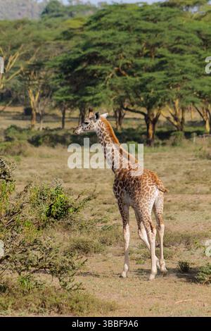 Giraffe in der wilden Natur. Die Familie Giraff im afrikanischen savana auf trockenem Gras bei Safari Wild Nature in Masai Mara, Amboseli, Samburu, Serengeti. Jiraf Stockfoto